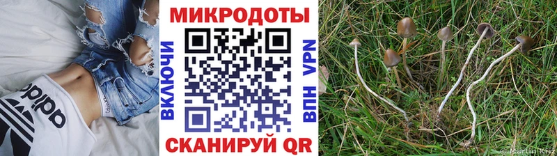 Псилоцибиновые грибы Psilocybine cubensis  Купить  Плёс 